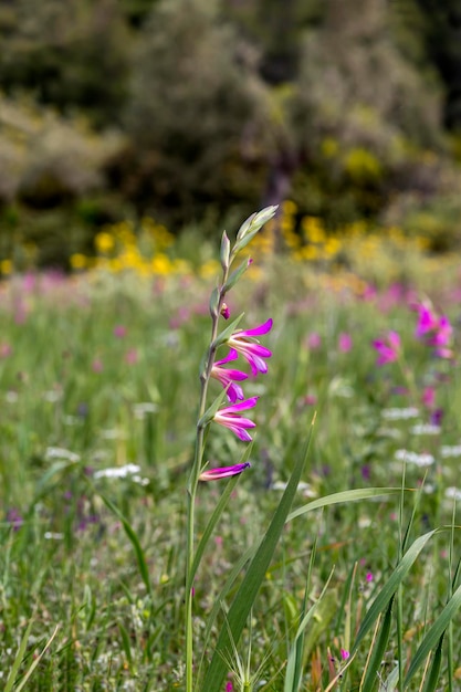 Gladiolo silvestre Gladiolus communis crece en un prado en un soleado día de primavera