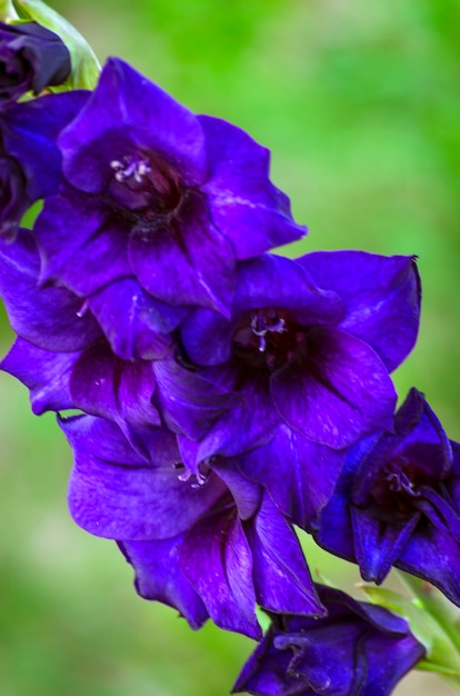 Foto gladiolos de cerca floreciendo en el jardín