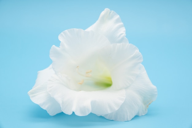 Gladíolos de uma flor natural branca