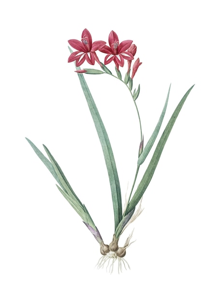 Gladiolus cardinalis png Aufkleber Vintage botanische Illustration durchsichtiger Hintergrund