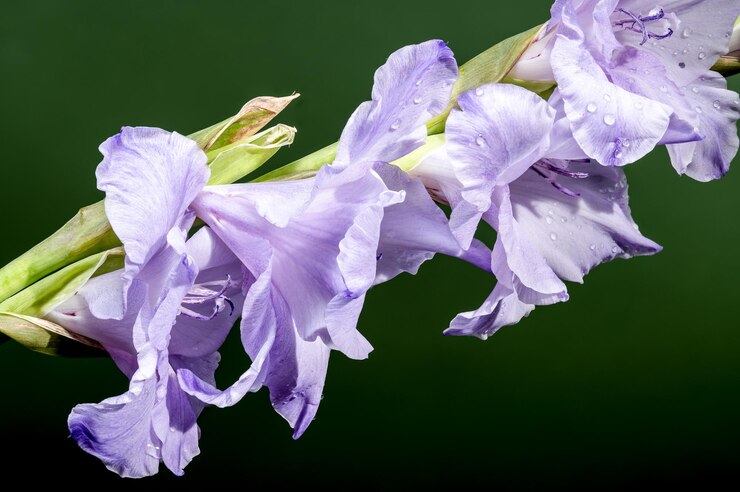 Foto gladiolus en flor frost azul sobre un fondo verde