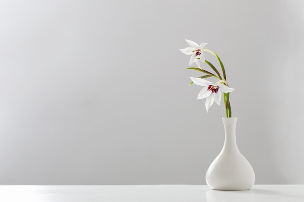 Gladiolus Muriel o acidanthera en jarrón blanco sobre fondo blanco.