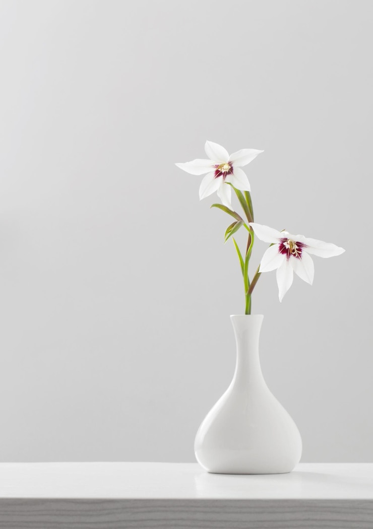 Foto gladiolus muriel o acidanthera en jarrón blanco sobre fondo blanco.