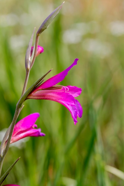 Gladiolus selvagem Gladiolus communis cresce em um prado em um dia ensolarado de primavera