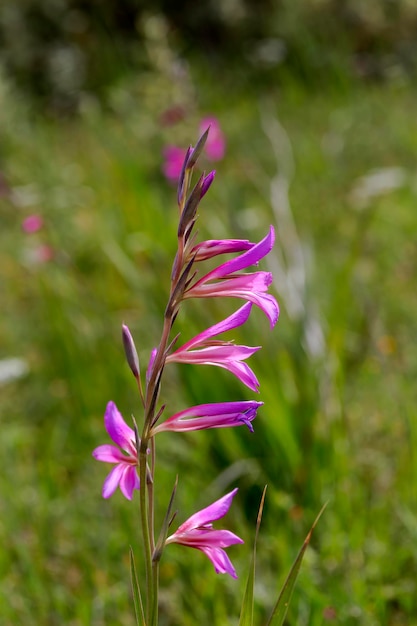 Gladiolus selvagem Gladiolus communis cresce em um prado em um dia ensolarado de primavera