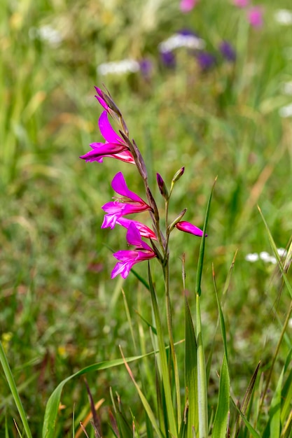 Gladiolus selvagem Gladiolus communis cresce em um prado em um dia ensolarado de primavera