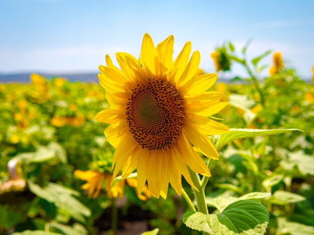 Glänzende gelbe Sonnenblume Nahaufnahme von Sonnenblume