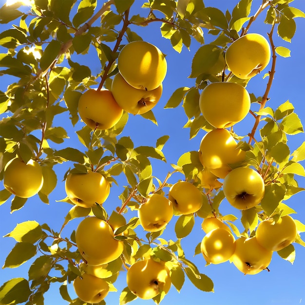 Foto glänzende goldene äpfel