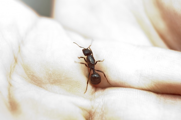 Glänzende große schwarze Ameise Gebärmutterhals Nahaufnahme.