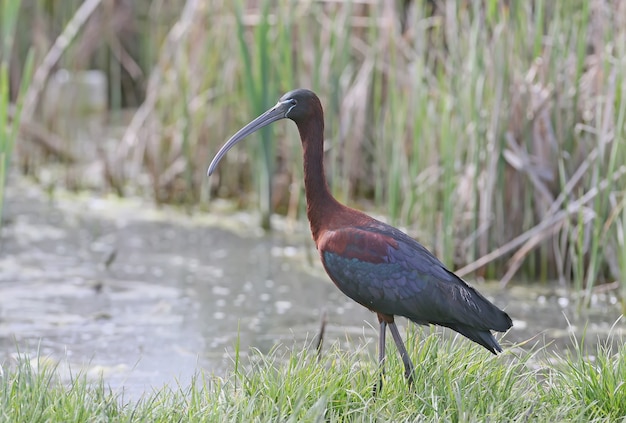 Glänzender Ibis auf dem Boden, Nahaufnahme