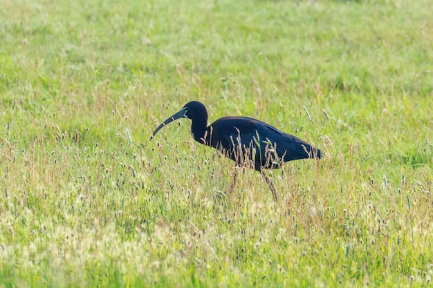 Glänzender Ibis (Plegadis falcinellus) Watvogel im natürlichen Lebensraum