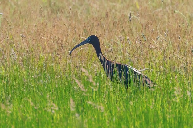 Glänzender Ibis (Plegadis falcinellus) Watvogel im natürlichen Lebensraum