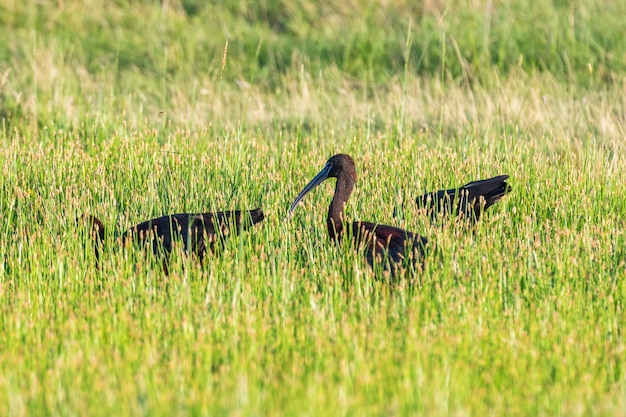 Glänzender Ibis (Plegadis falcinellus) Watvogel