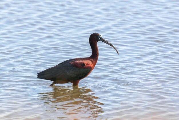 Glänzender Ibis Plegadis falcinellus Watvogel