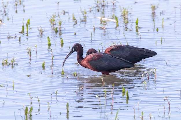 Glänzender Ibis (Plegadis falcinellus) Watvogel