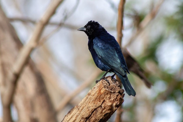 Glänzender männlicher Kuhvogel, Molothus bonaerensis, auf einem Ast. Typischer Vogel der städtischen und stadtnahen Umgebung Argentiniens.