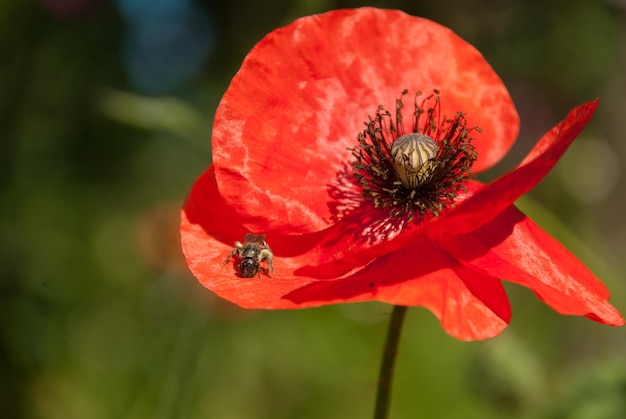 Glänzender roter Mohn im grünen Garten