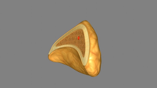 Glándula suprarrenal Glándula adrenal