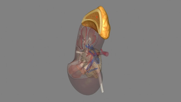 Foto glándula suprarrenal glándula adrenal