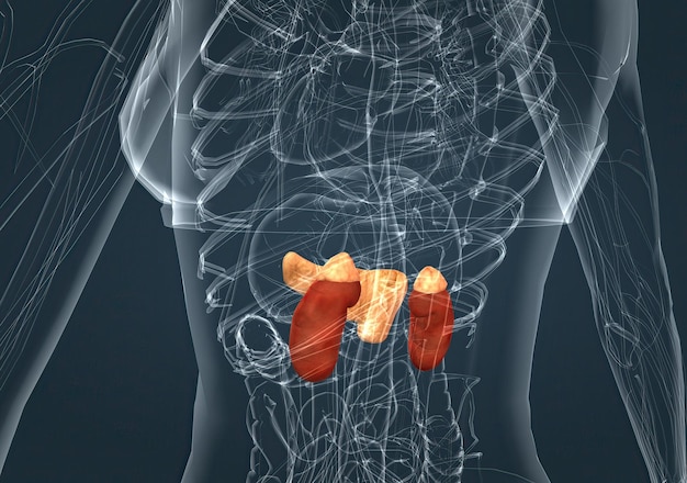 Glándula suprarrenal y páncreas del sistema endocrino femenino