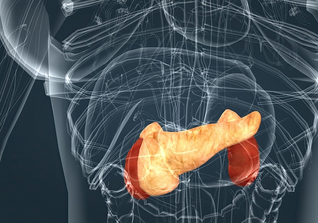 Glándula suprarrenal y páncreas del sistema endocrino femenino