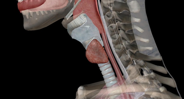 Foto la glándula tiroidea es una estructura endocrina ubicada en el cuello