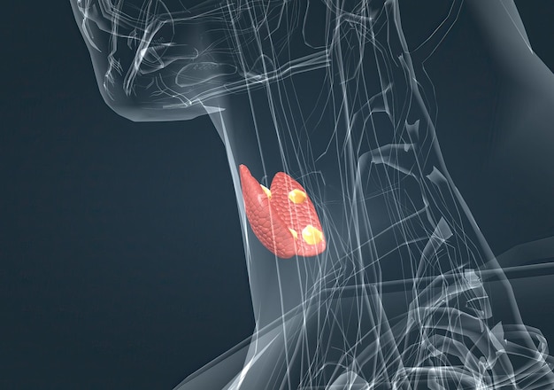 La glándula tiroides es una glándula endocrina que se encuentra en el cuello de los humanos y consta de dos lóbulos interconectados