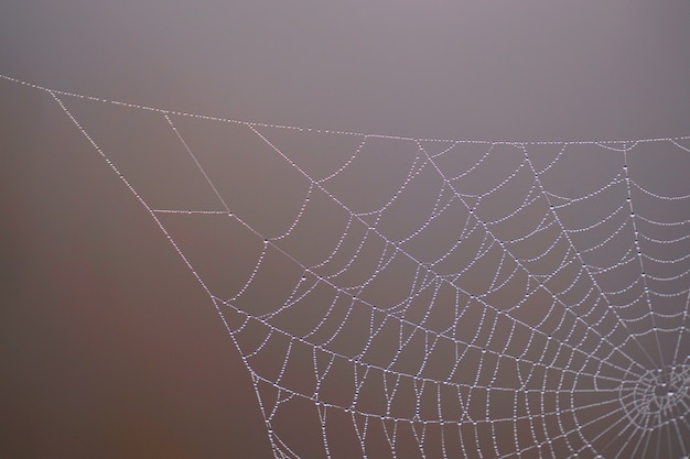 Glanz fällt auf das Spinnennetz in die Natur