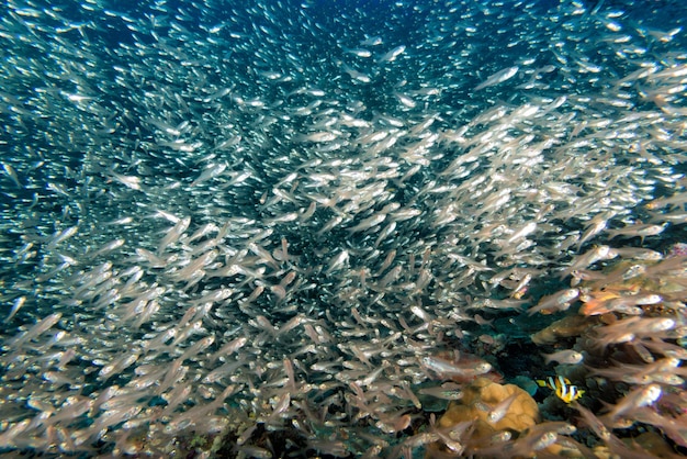 Glas fischt riesige Köderkugel, die sich unter Wasser bewegt