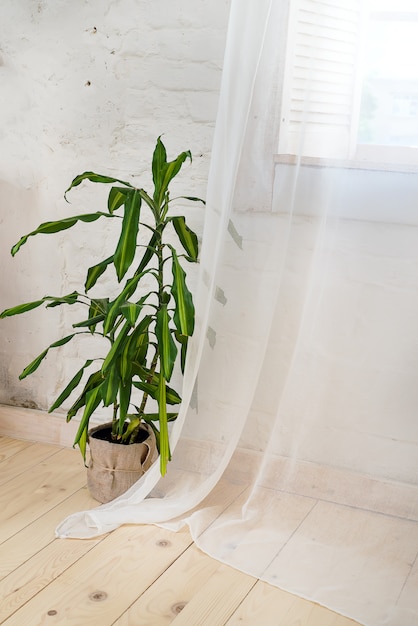 Glasfenster mit weißen Vorhängen, Blume in einem Topf auf dem Boden und Blick auf die Bäume.