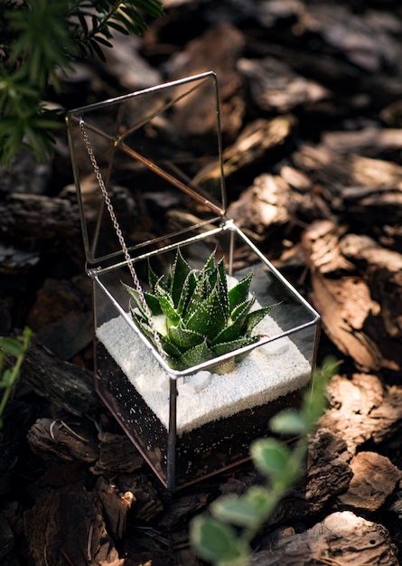 Glasflorarium mit grüner Sukkulente im Inneren