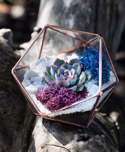 Glasflorarium mit Sukkulente innen auf dem Holzstumpf