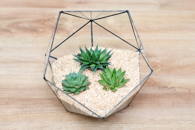 Glasflorariumvase mit Sukkulenten und kleinen Kakteen auf Holz