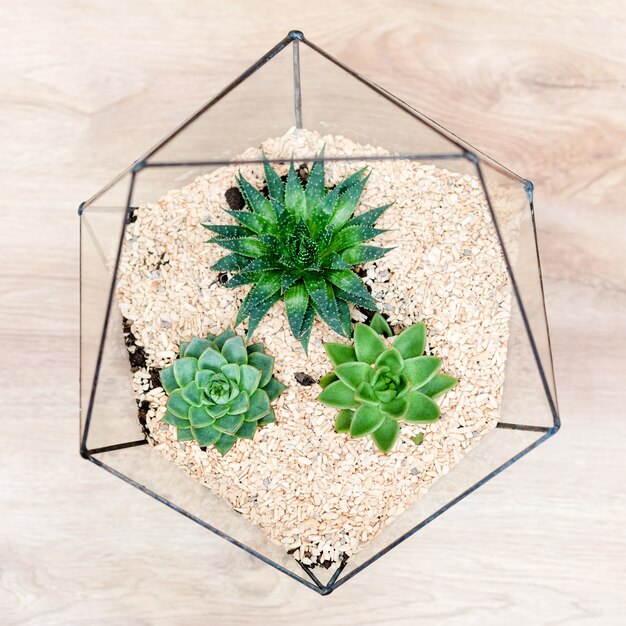 Glasflorariumvase mit Sukkulenten und kleinen Kakteen auf Holz