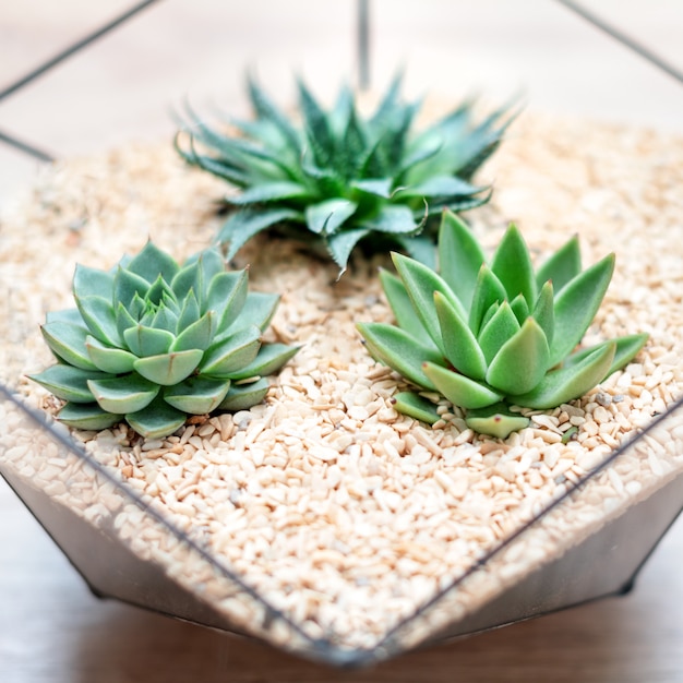 Glasflorariumvase mit Sukkulenten und kleinen Kakteen auf Holz