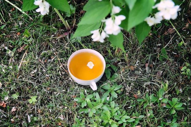 Glastasse grüner Tee mit Jasminblüten im Sommergarten mit blühender Jasminpflanze.