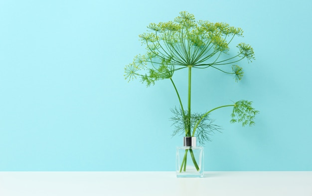 Glasvase mit einem Strauß Dill auf einem weißen Tisch. Minimalismus im Interieur