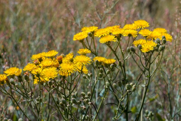 Glatte Hawksbeard-Blume