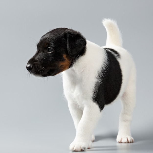 Glatter Foxterrier. Der Welpe auf einer grauen Oberfläche, Nahaufnahme fotografiert. Jagdhund.