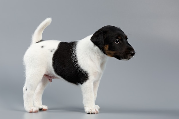 Glatter Foxterrier. Der Welpe auf grauem Hintergrund, Nahaufnahme fotografiert. Jagdhund.