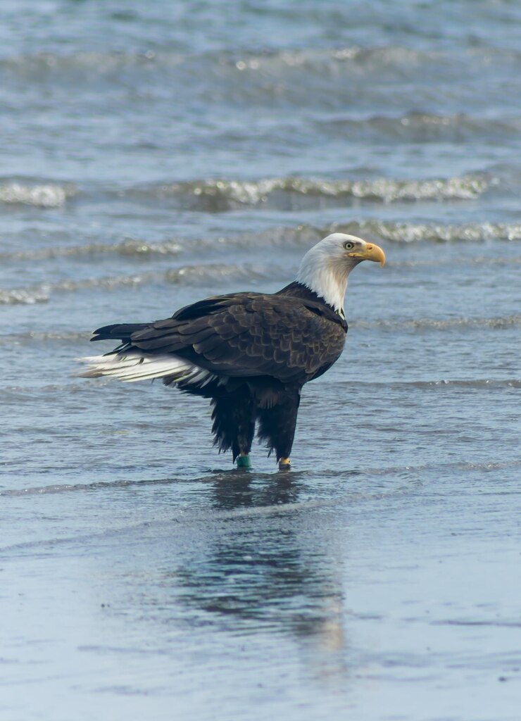 Foto glatze adler im meer