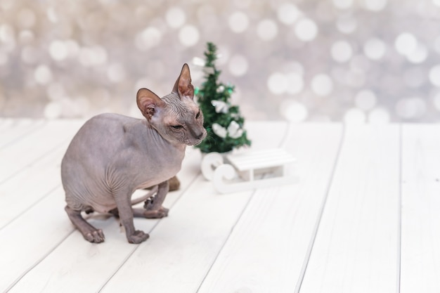 Glatzkopfkatze an einem kleinen Weihnachtsbaum