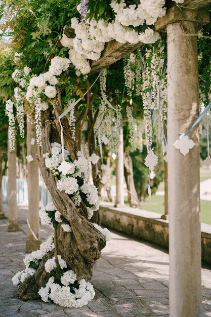 Glicinas blancas con grandes racimos de flores en los travesaños de las columnas.