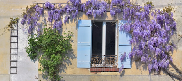 Las glicinas que florecen en primavera contra una vieja casa rural con persianas azules en la ventana