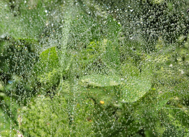 Glitzernde Regentropfen auf Spinnennetz