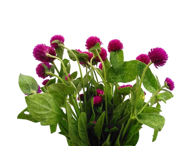 Globe amaranth o Gomphrena globosa flor con hoja verde sobre fondo blanco.