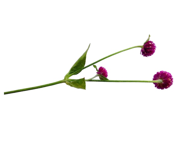 Globe amaranth o Gomphrena globosa flor con hoja verde sobre fondo blanco.