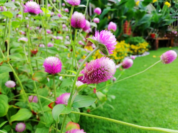 Foto globe amaranth oder gomphrena globosa im garten