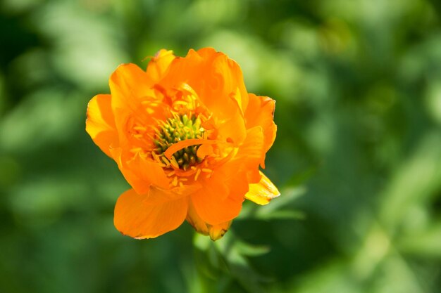 Globeflower Trollius asiaticus no canteiro de flores no jardim