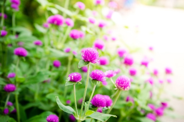 Globo de amaranto o flor de Gomphrena globosa